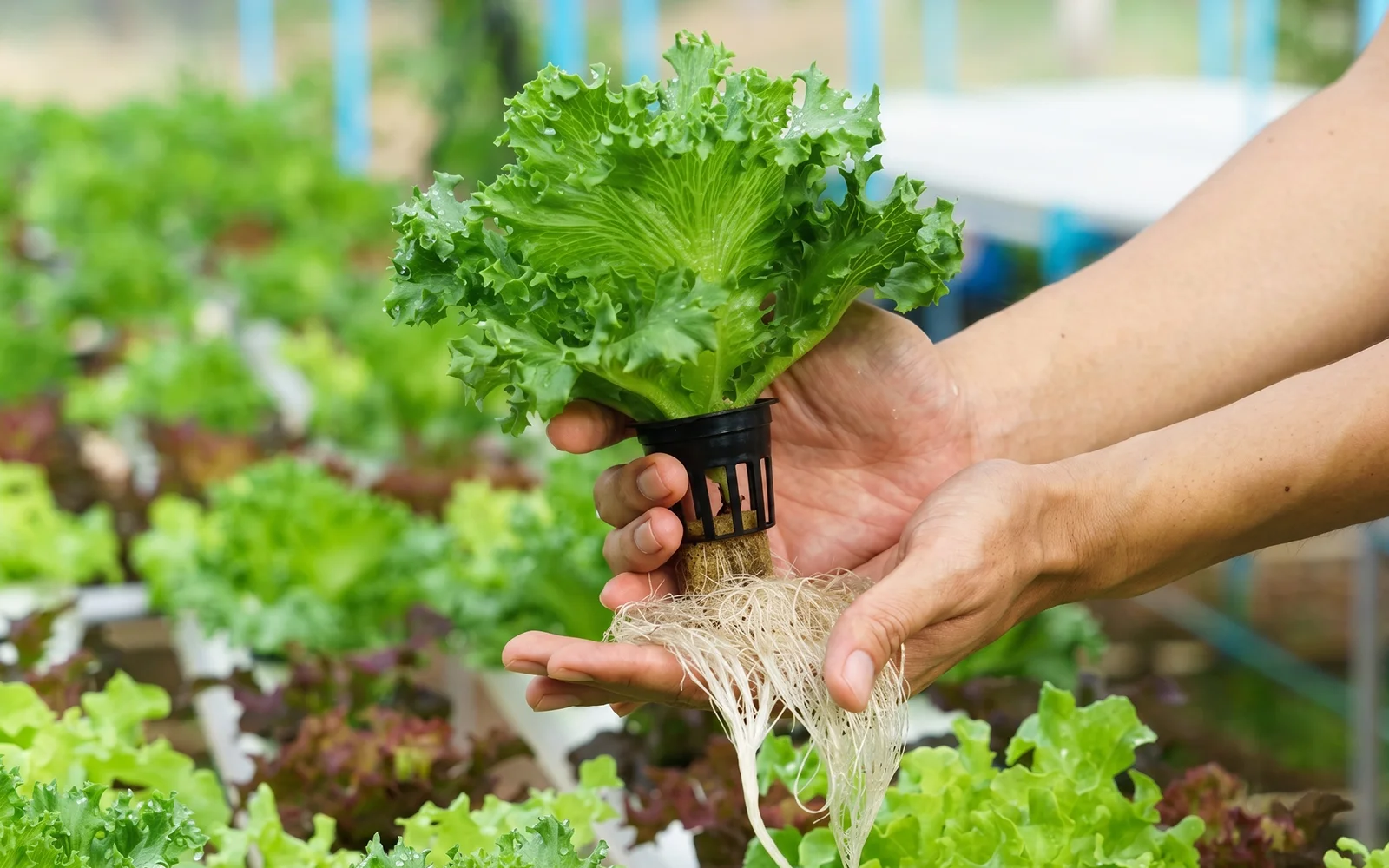 Hydroponics at New Horizon International School