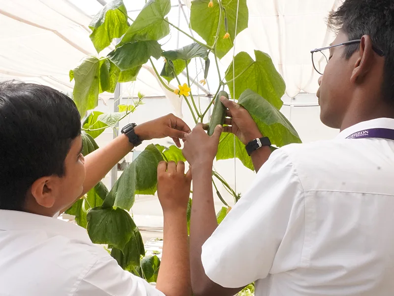 Students exploring hydroponics