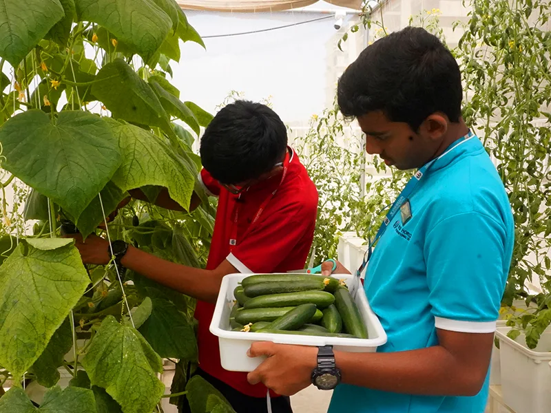 Hydroponics learning activity